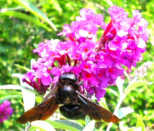 Apidae Xylocopinae: Xylocopa violacea (cf.)